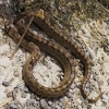 Zamenis scalaris