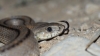 Zamenis scalaris