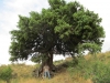 Juniperus oxycedrus 2 de 2.