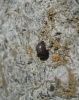A identificar
