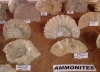 Ammonites