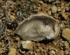 Bivalvia