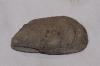 Bivalvo, tipo mejillon