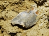 Crustacea? 1d3