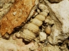 Gastropoda