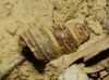 Gastropoda