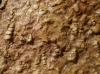Gastropoda - Prosobranchia