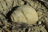 Gastropoda - Prosobranchia