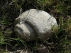 Gastropoda - Prosobranchia