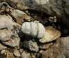 Gastropoda - Prosobranchia