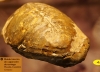 Molde interno de caparazn de tortuga - Museo Ciencias Naturales