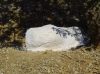 Momia - Yac. Mas de les Clapises