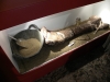 Tibia de Iguanodntido