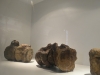 Vertebras de un ornitopodo